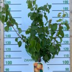 Marhuľa obyčajná (Prunus armeniaca) ´BERGERON´ - neskorá, výška 150-180 cm, kont. C6L
